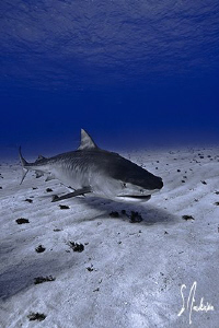 "The Approach" Tigers, Reefs and Lemons are all the resid... by Steven Anderson 